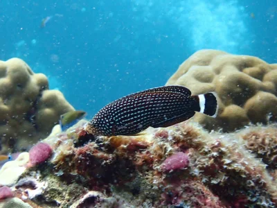 Anampses lineatus - Tailandia