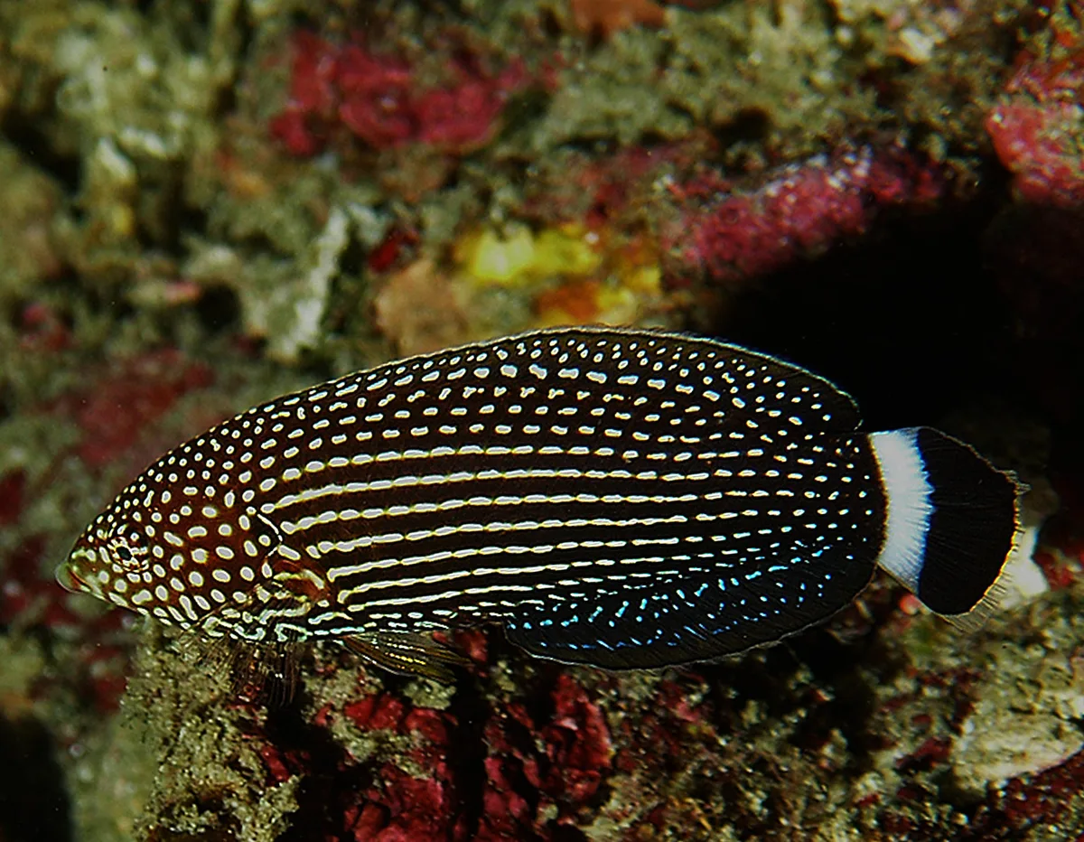 Anampses lineatus - Sodwana bay