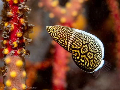 Anampses lineatus - eThekwini, ZA-NL, ZA