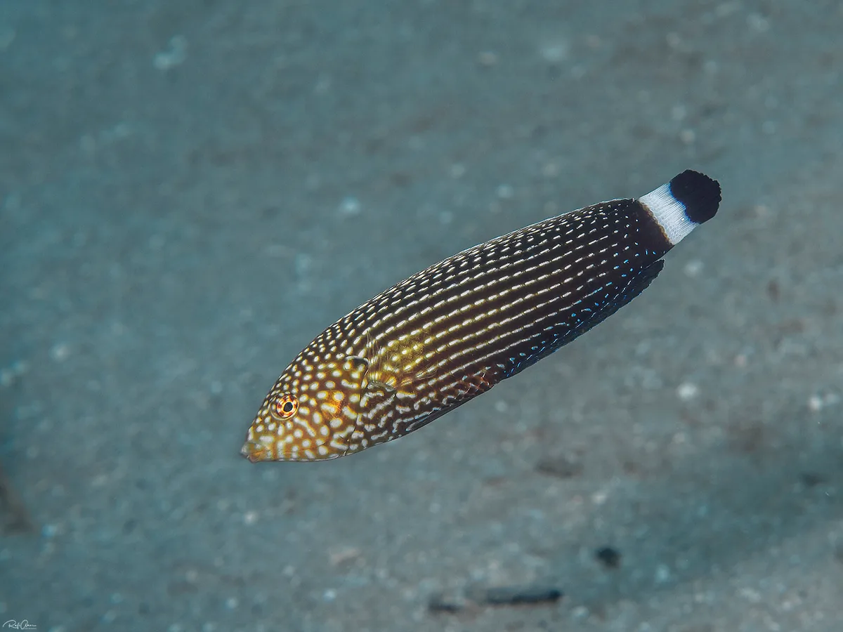Anampses lineatus - אילת, ישראל