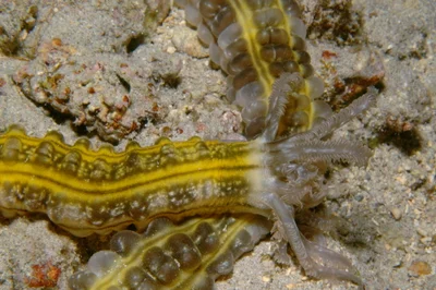 Lion's Paw Sea Cucumber