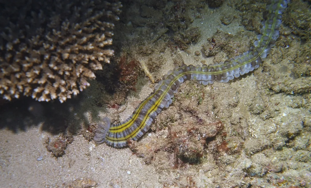 Euapta godeffroyi
