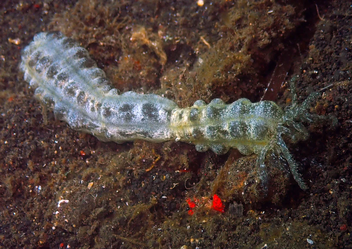 Euapta godeffroyi