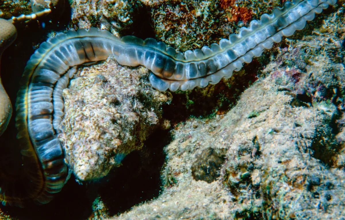 Schlangenseegurke (Euapta godeffroyi ) mit Kegelschnecke Tectus dentatus