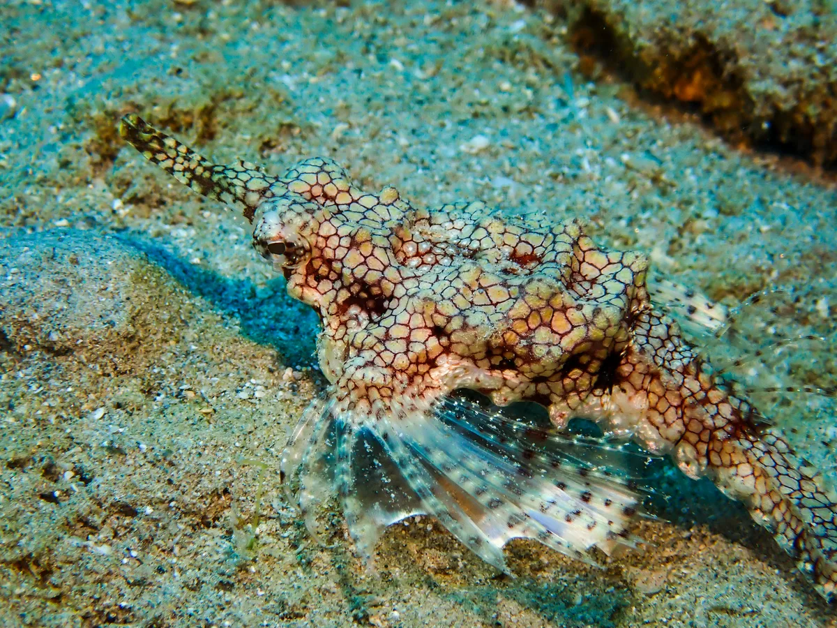 Little Dragonfish