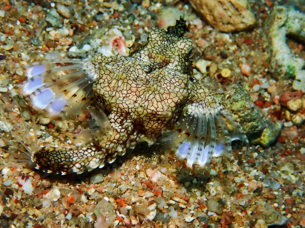 Little Dragonfish