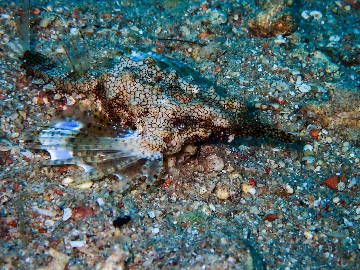 Little Dragonfish