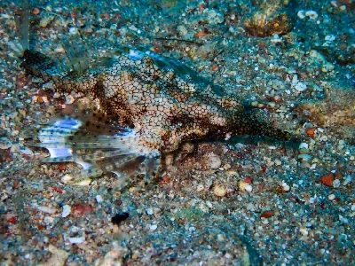 Little Dragonfish