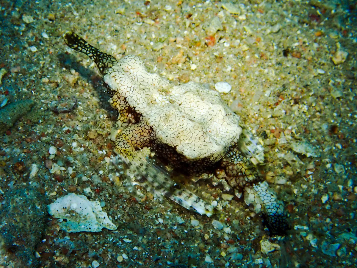 Little Dragonfish
