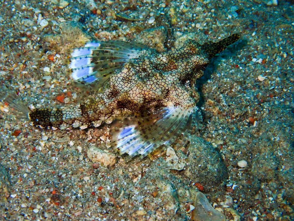Little Dragonfish