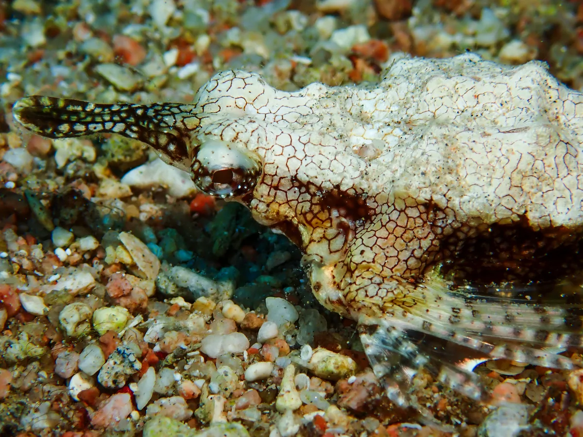 Little Dragonfish