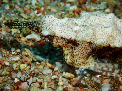 Little Dragonfish