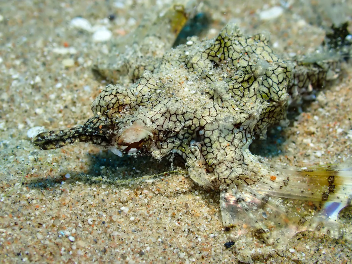 Little Dragonfish