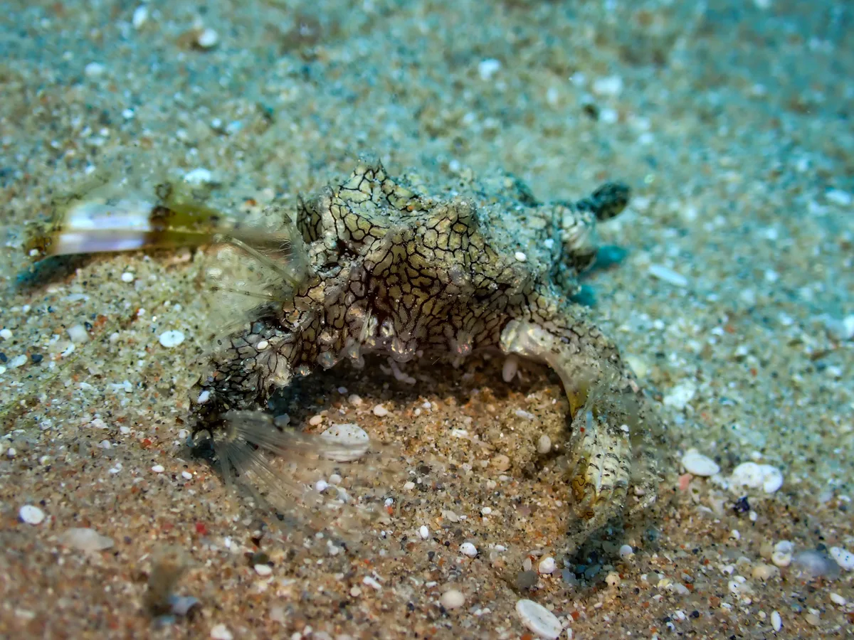 Little Dragonfish