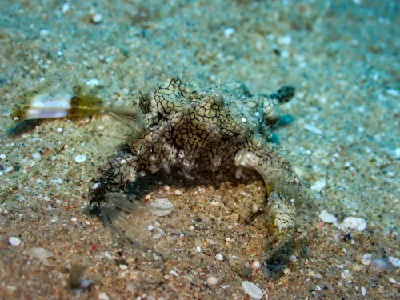 Little Dragonfish