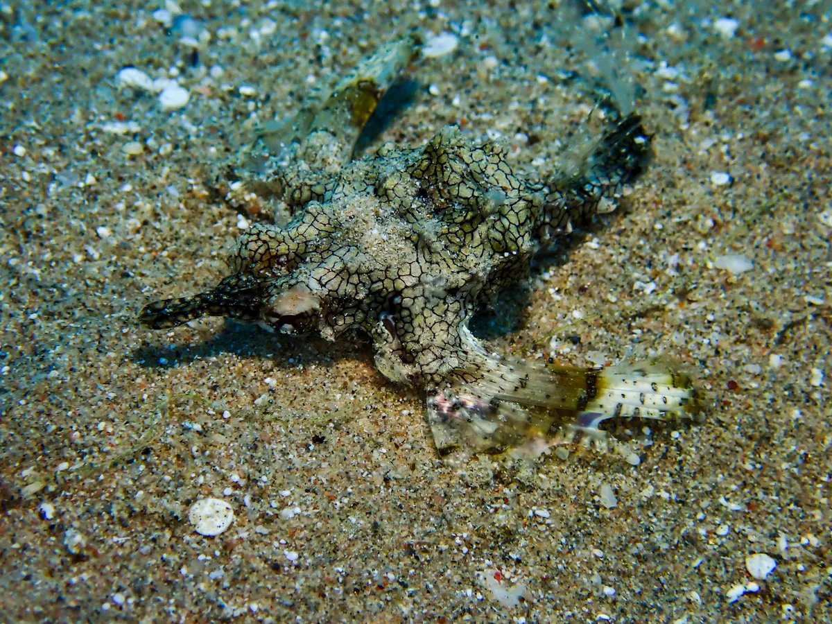 Little Dragonfish