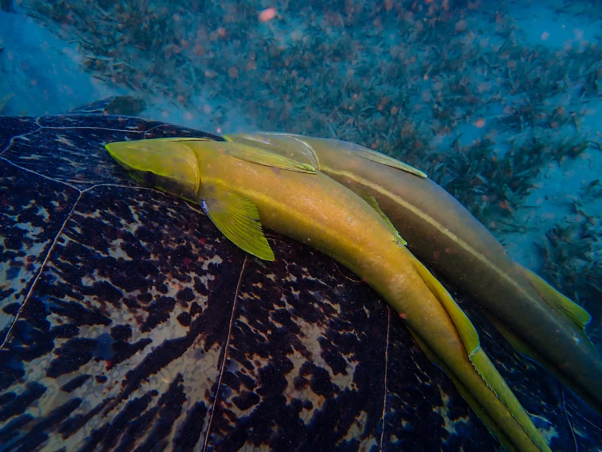 Live Sharksucker (Remora)