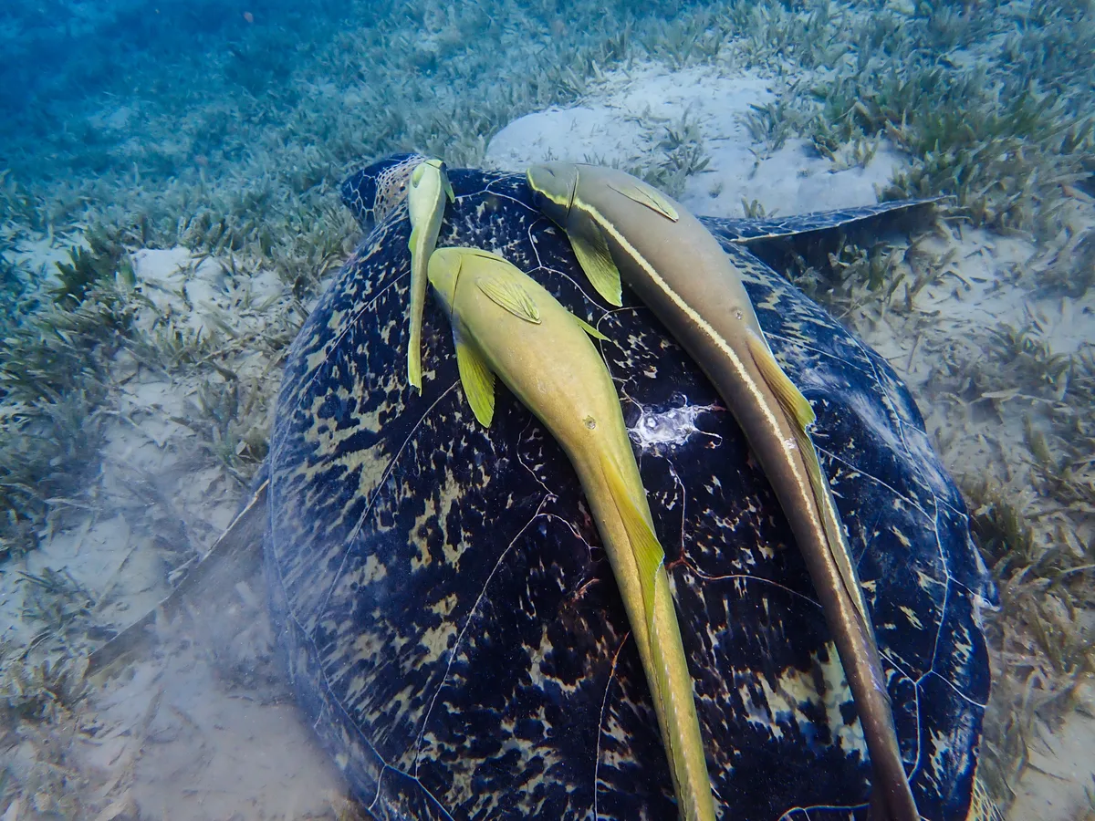 Live Sharksucker (Remora)