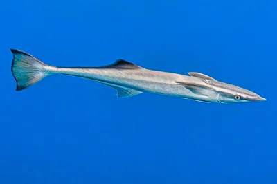 Sharksucker in the blue - Echeneis naucrates