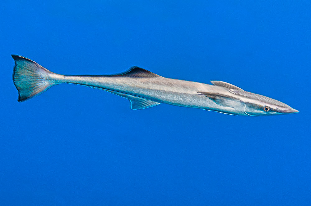 Sharksucker in the blue - Echeneis naucrates