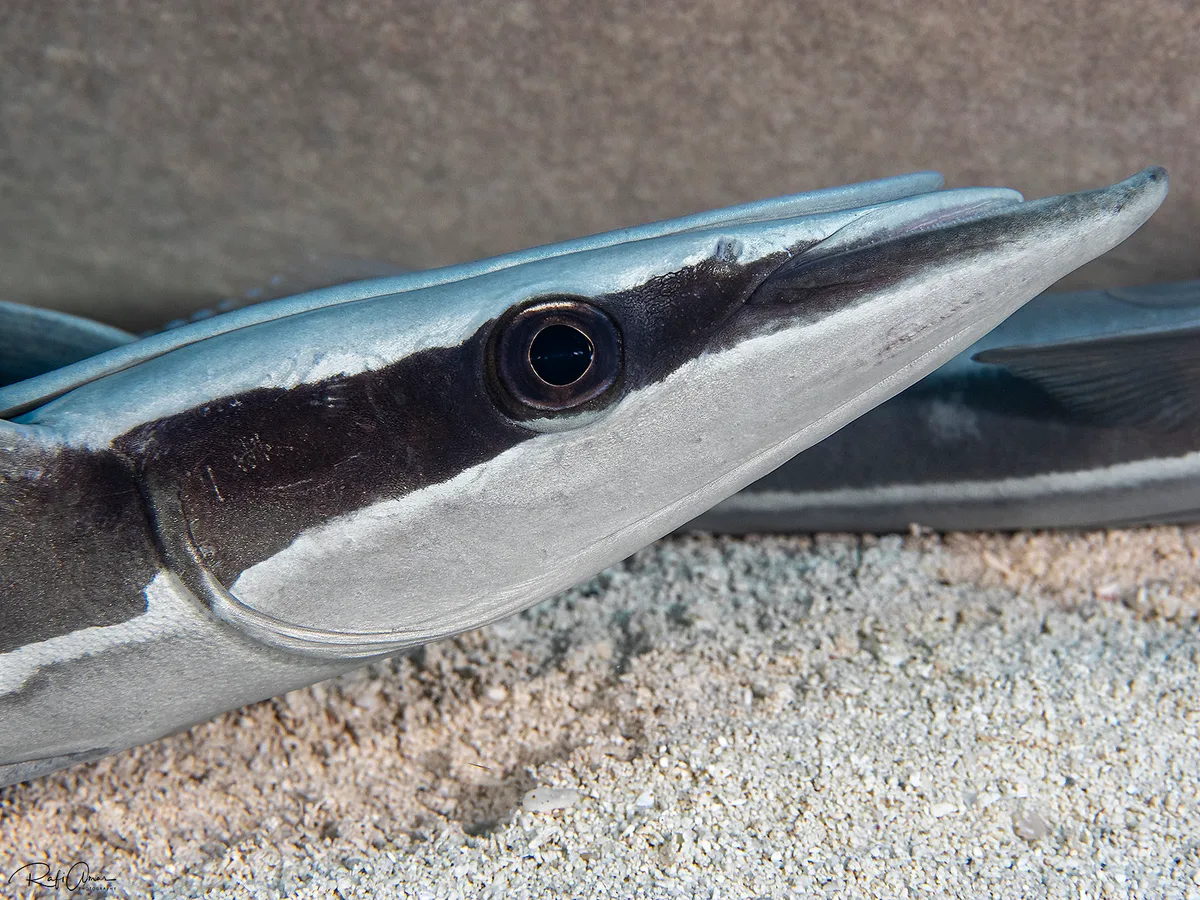 Sharksucker (Remora) - Echeneis naucrates