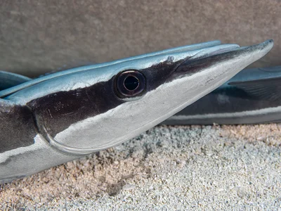 Sharksucker (Remora) - Echeneis naucrates