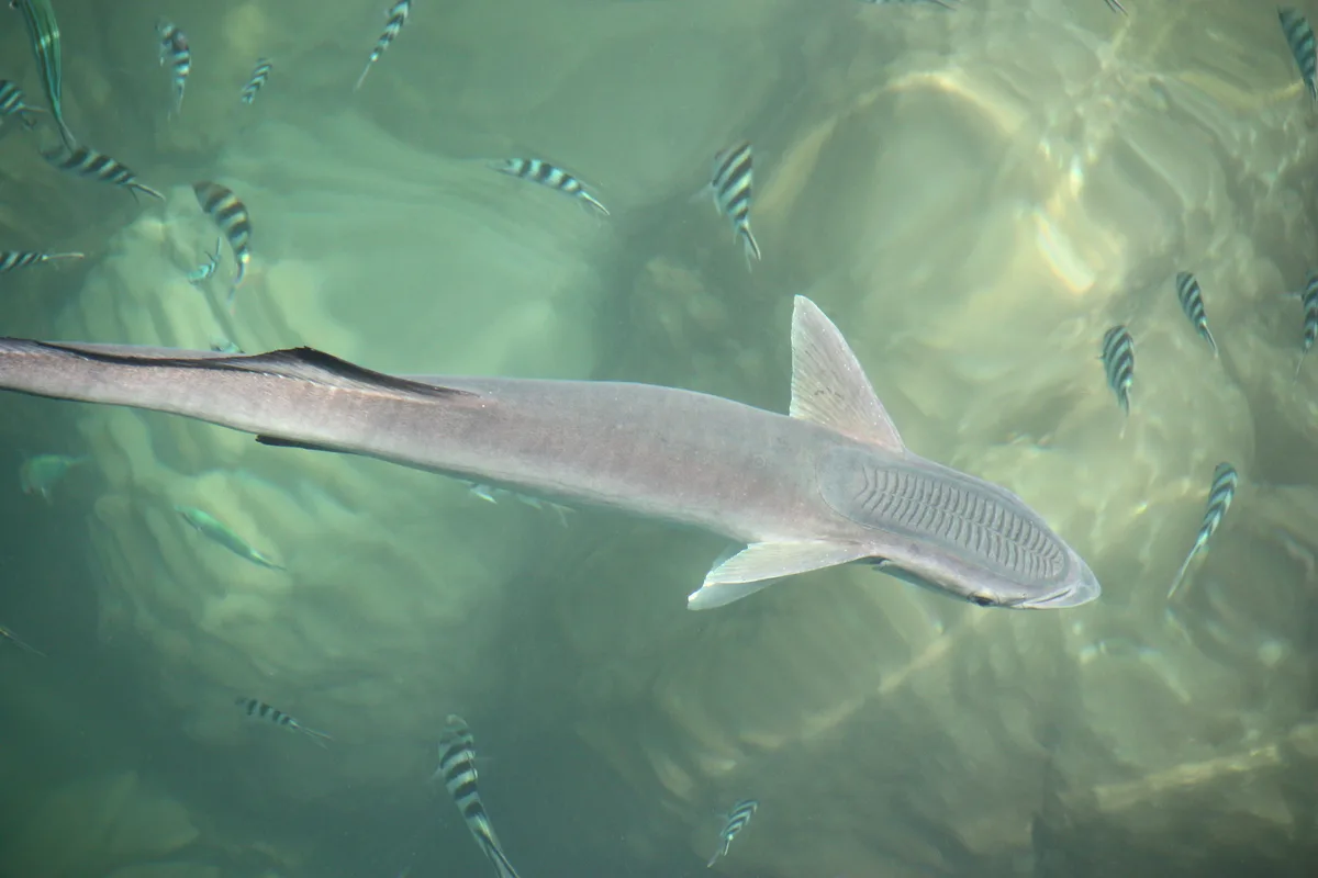 Shark Remora - Echeneis naucrates