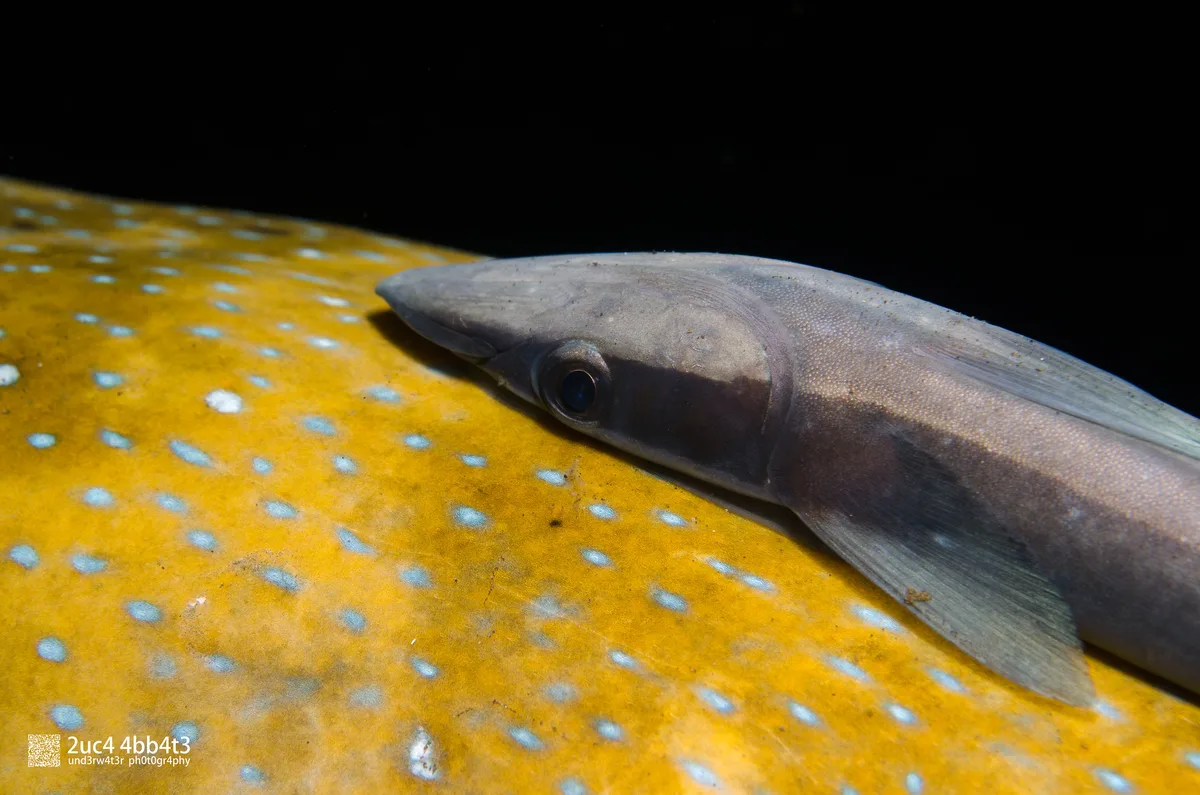 Sharksucker attached to a pufferfish