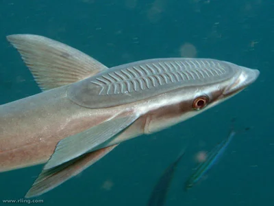 Slender Suckerfish