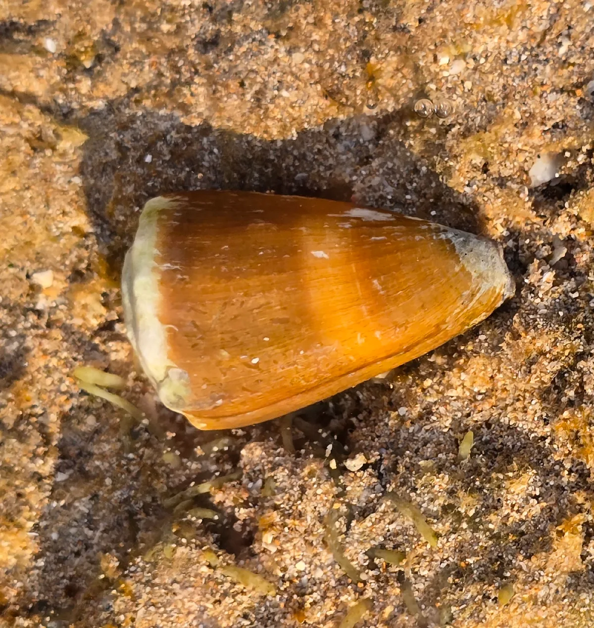 Conus lividus - Australia