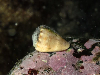 Conus lividus