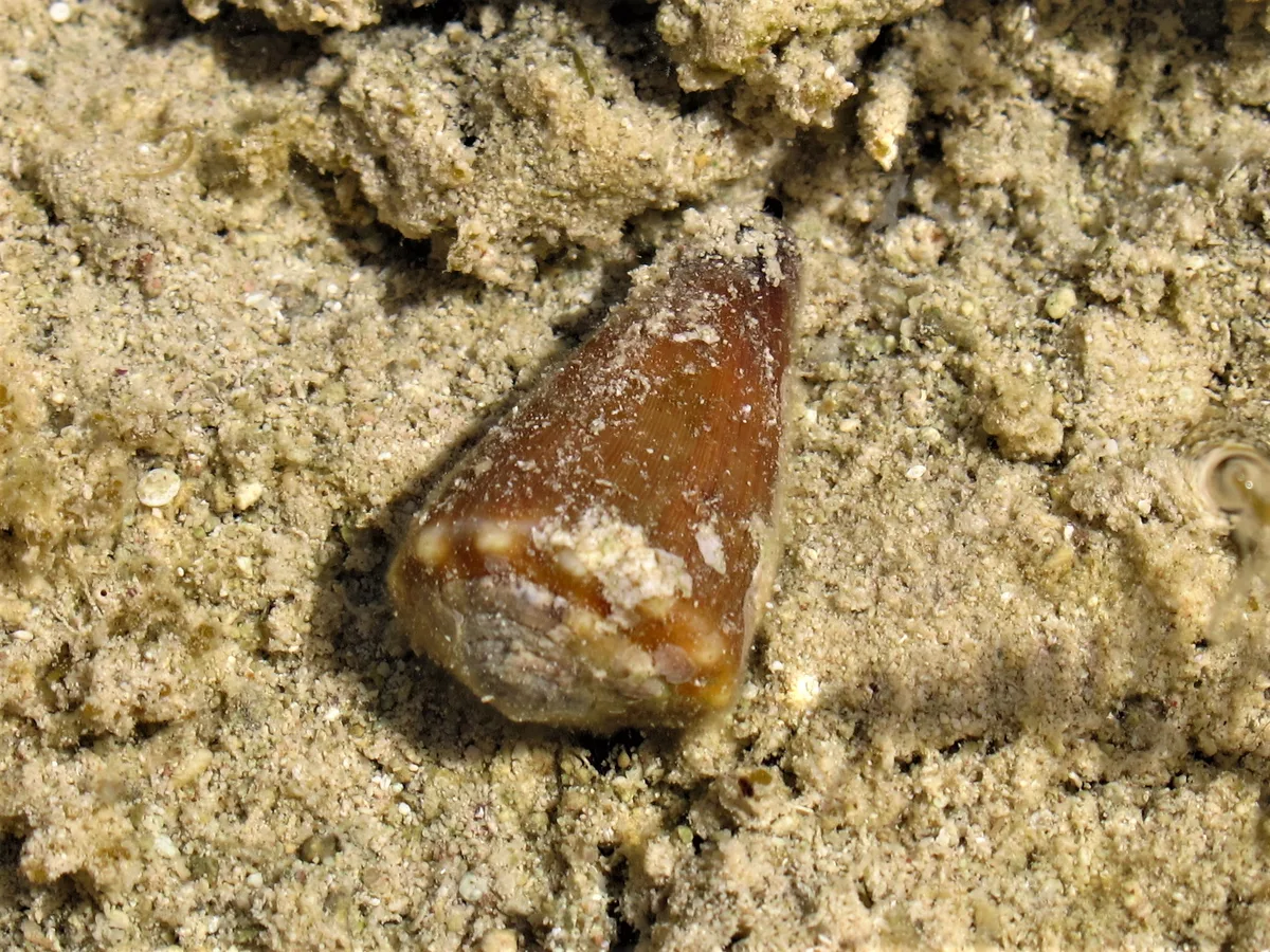 Conus lividus (2)