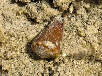 Conus lividus (2)