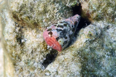 cone snail: Conus lividus