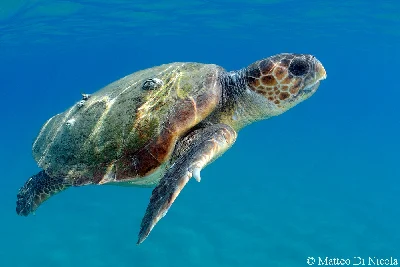 Loggerhead Turtle