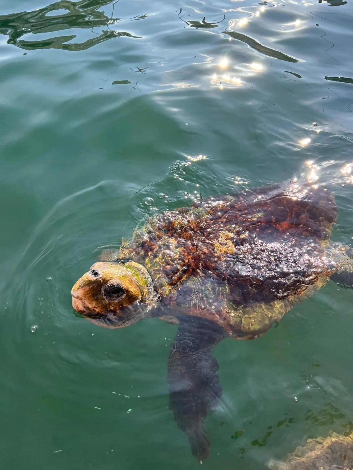 Caretta caretta - Ionian Islands, Peloponnese, Western Greece and the Ionian Islands, GR