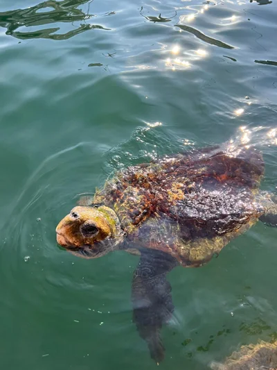 Caretta caretta - Ionian Islands, Peloponnese, Western Greece and the Ionian Islands, GR