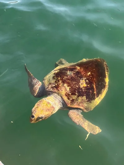 Caretta caretta - Ionian Islands, Peloponnese, Western Greece and the Ionian Islands, GR