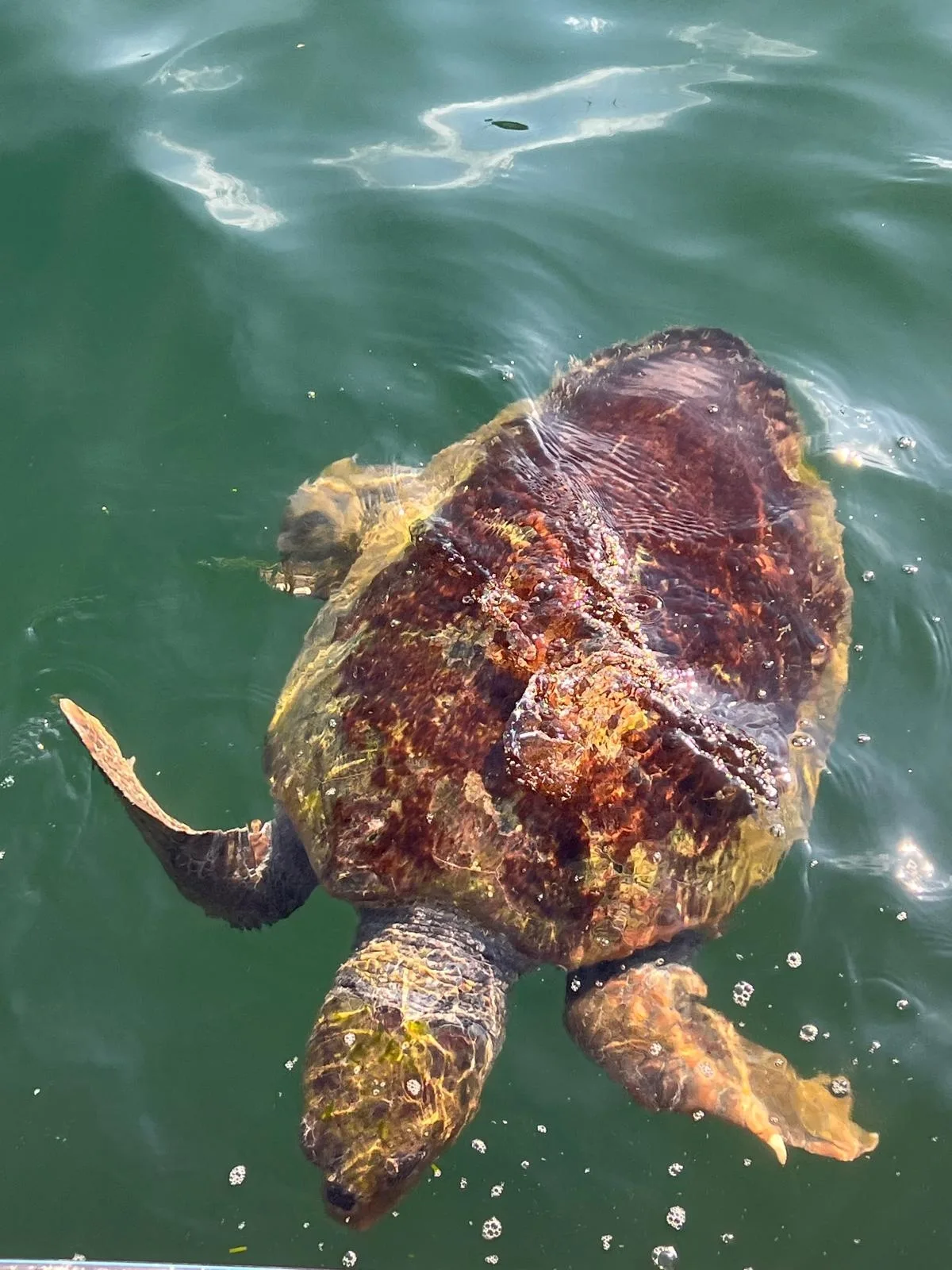 Caretta caretta - Ionian Islands, Peloponnese, Western Greece and the Ionian Islands, GR