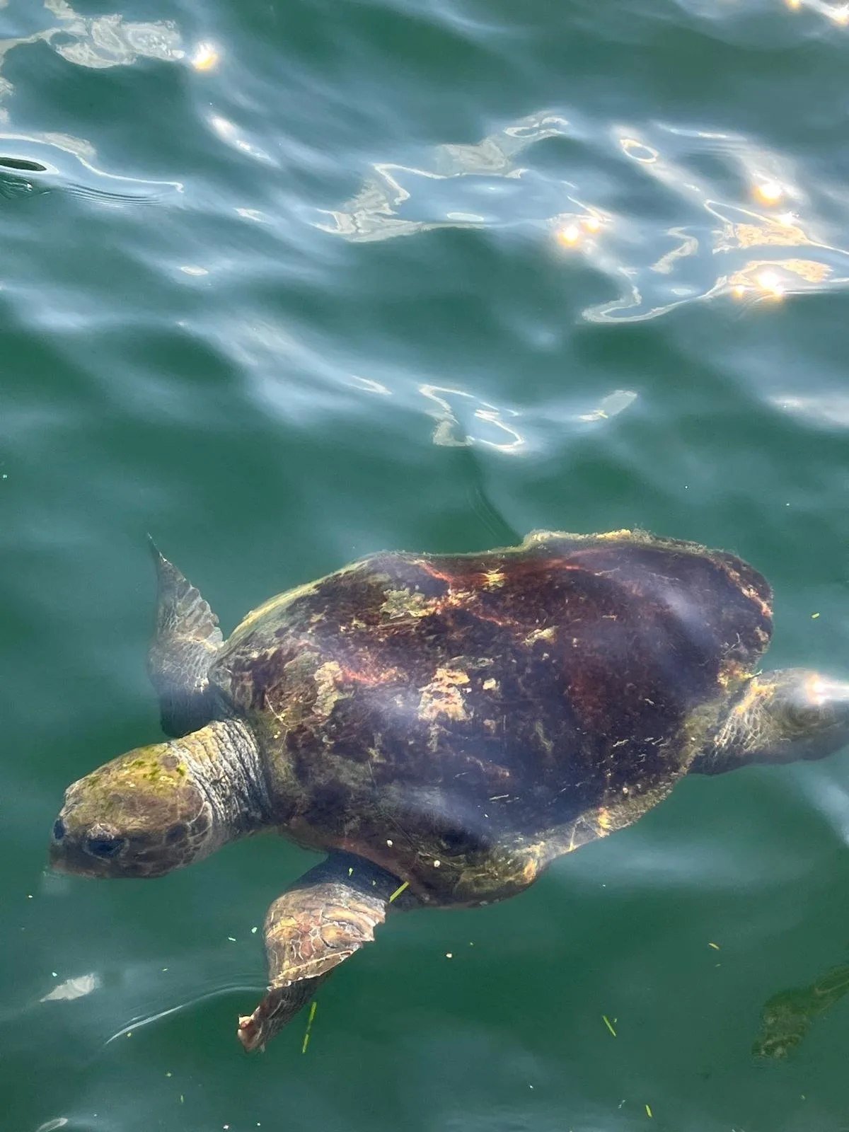 Caretta caretta - Ionian Islands, Peloponnese, Western Greece and the Ionian Islands, GR