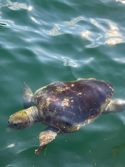 Caretta caretta - Ionian Islands, Peloponnese, Western Greece and the Ionian Islands, GR