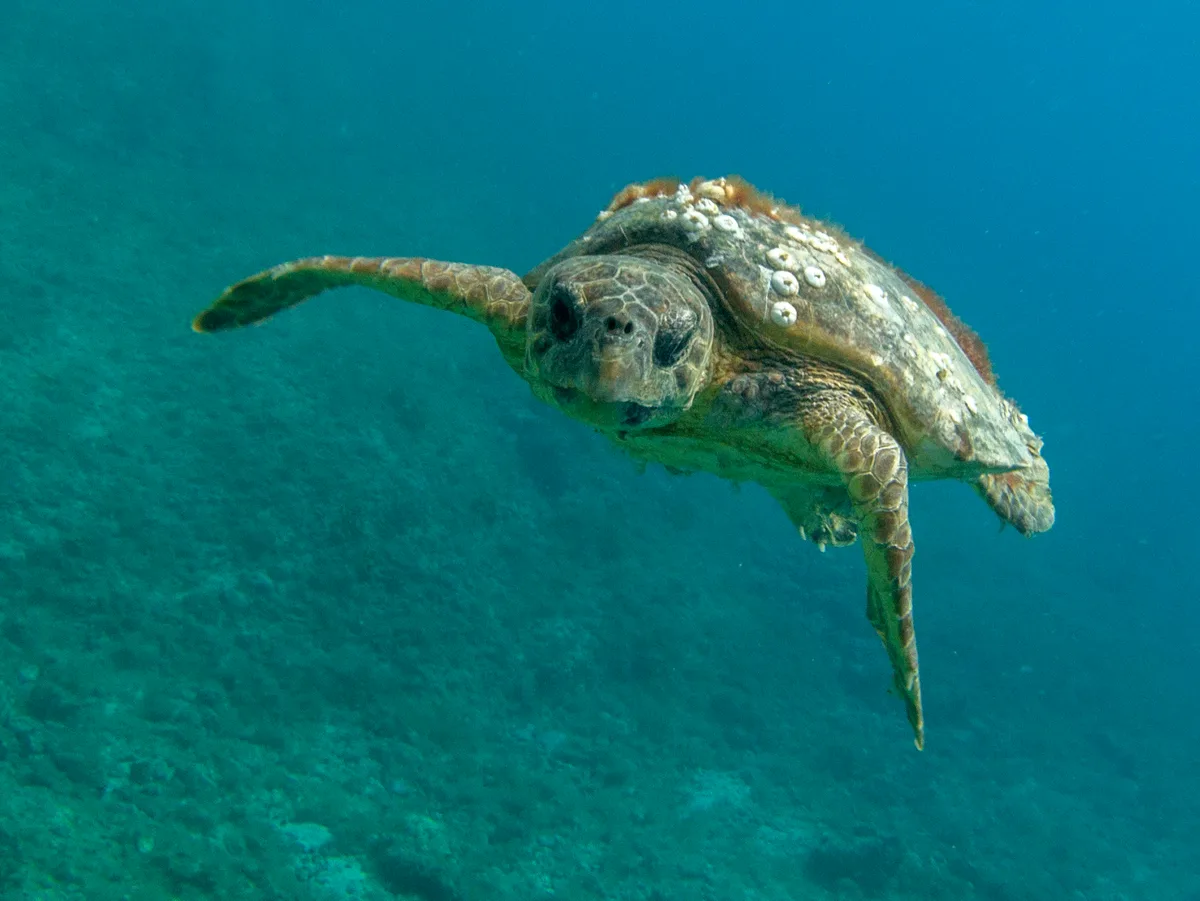 Caretta caretta - Croatia