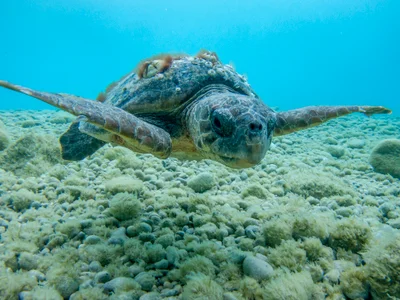 Caretta caretta - Croatia