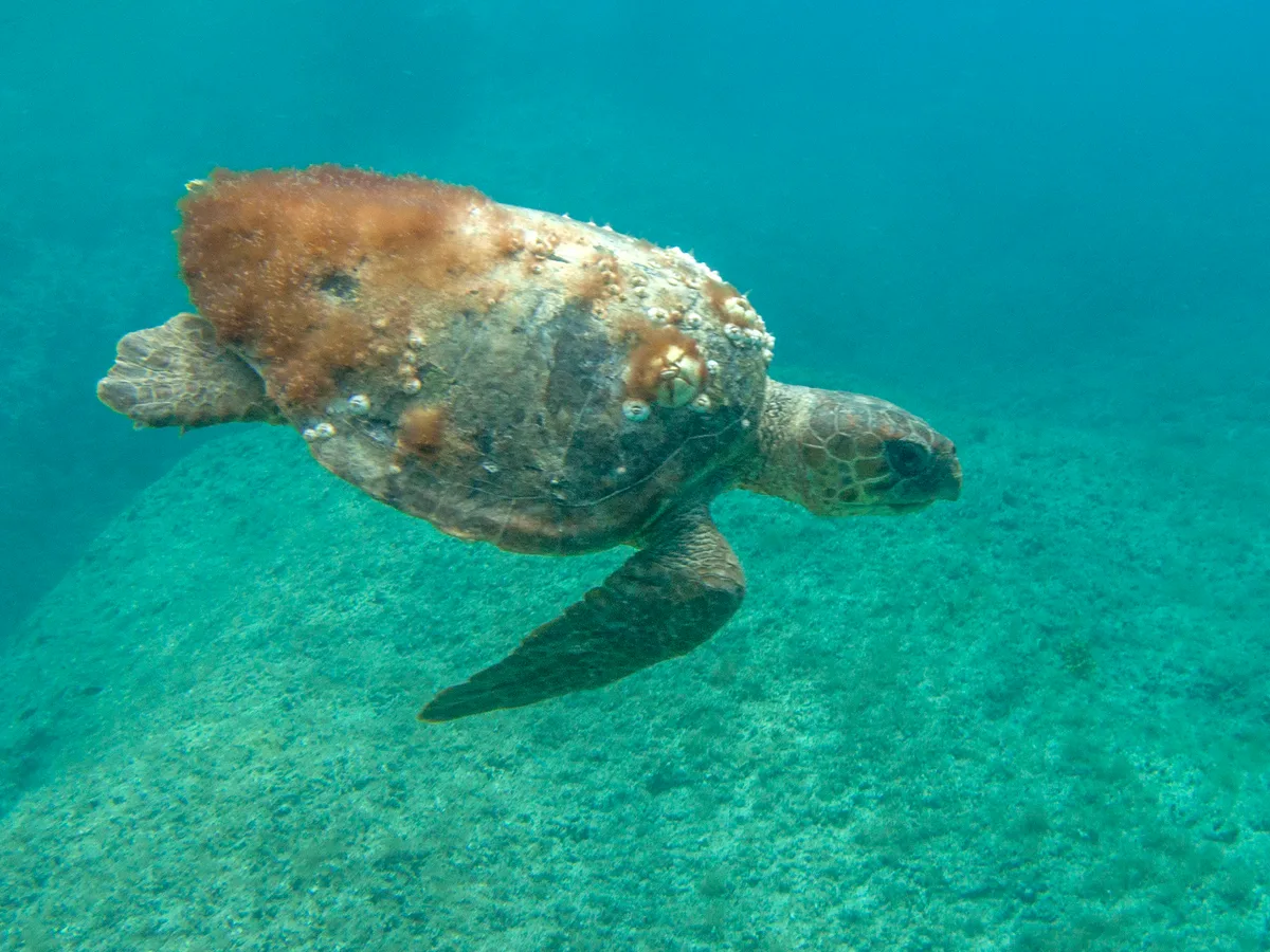 Caretta caretta - Croatia