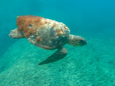 Caretta caretta - Croatia