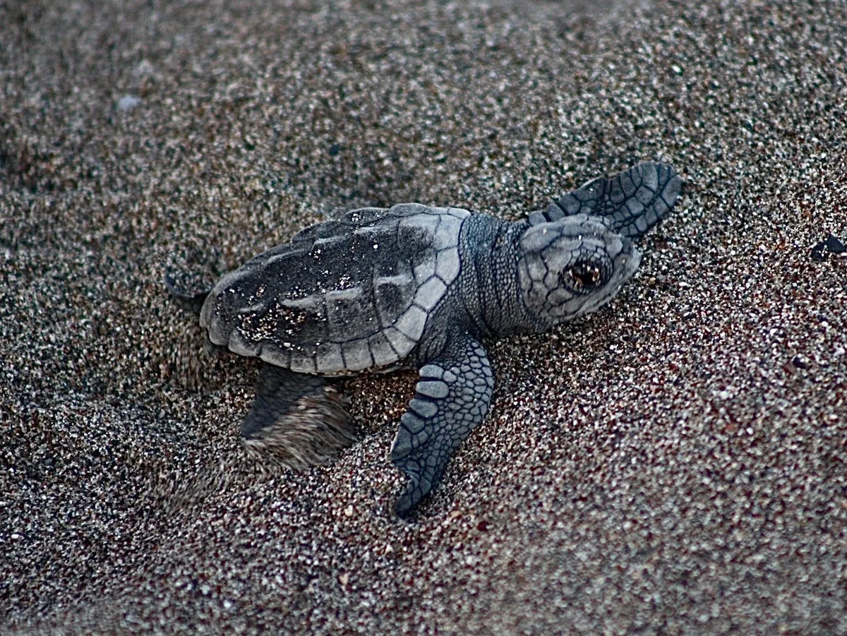Caretta caretta - Mugla, TR