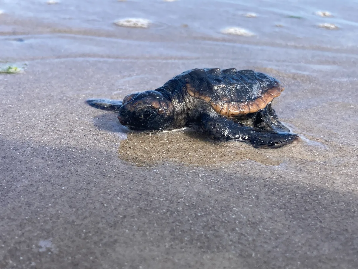 Caretta caretta - Texas, US