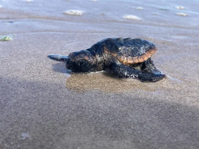 Caretta caretta - Texas, US