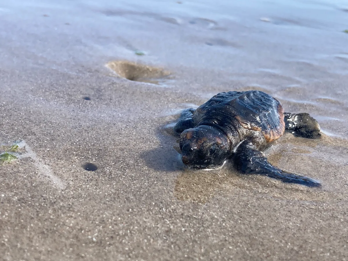 Caretta caretta - Texas, US