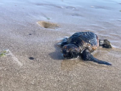 Caretta caretta - Texas, US